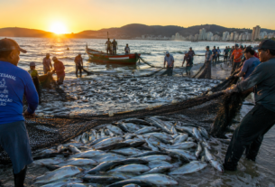 Suspensão da Pesca da Tainha em Santa Catarina