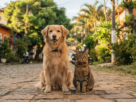 Mutirão de castração gratuita de cães e gatos em Navegantes